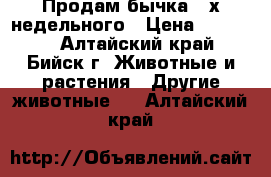 Продам бычка 3-х недельного › Цена ­ 12 000 - Алтайский край, Бийск г. Животные и растения » Другие животные   . Алтайский край